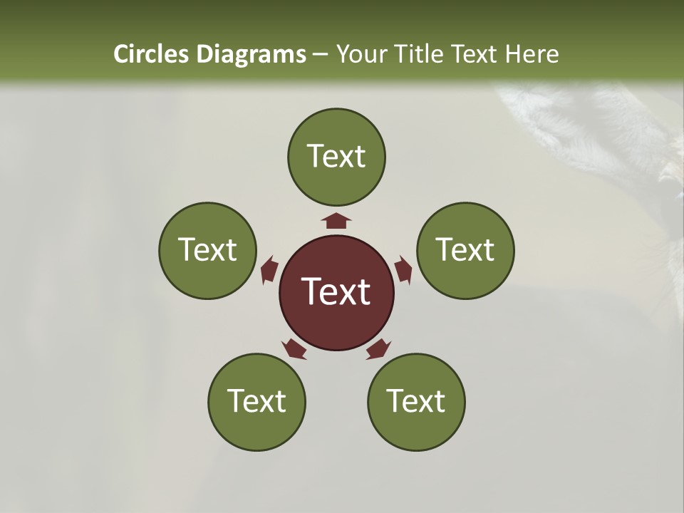 Wild Ringed Close PowerPoint Template