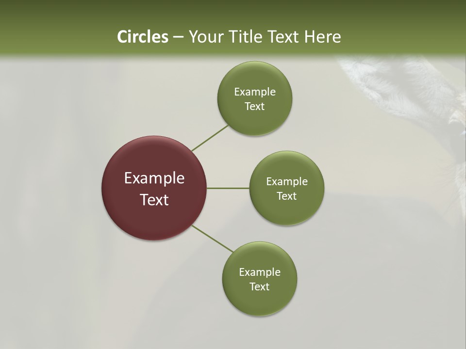 Wild Ringed Close PowerPoint Template