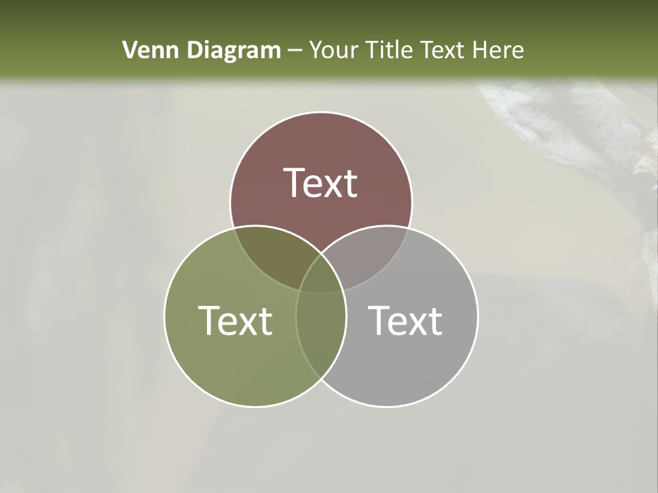 Wild Ringed Close PowerPoint Template