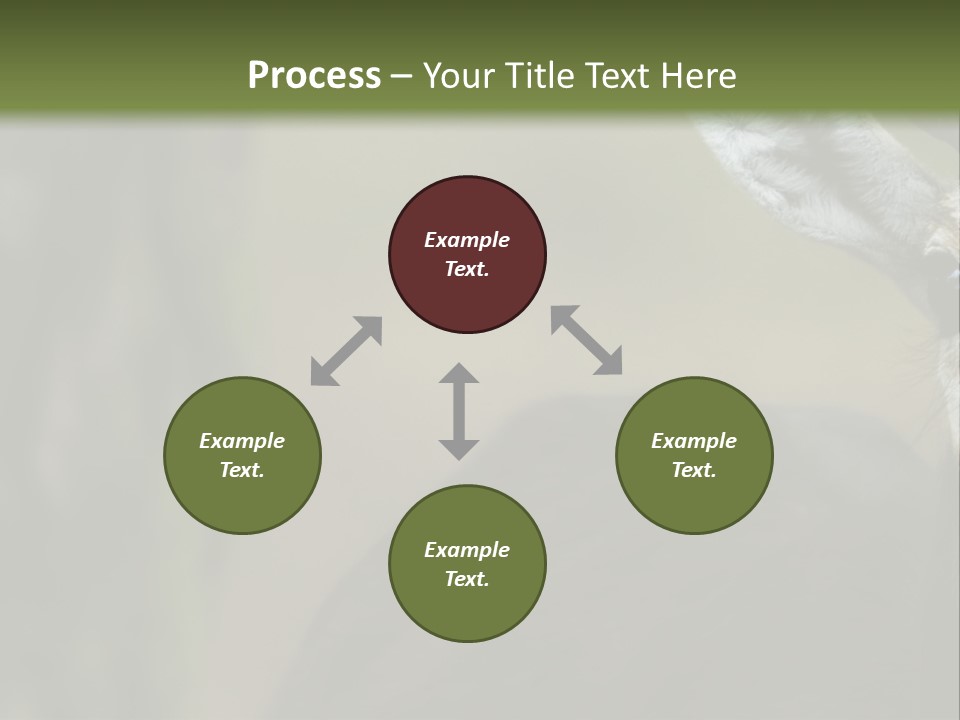 Wild Ringed Close PowerPoint Template