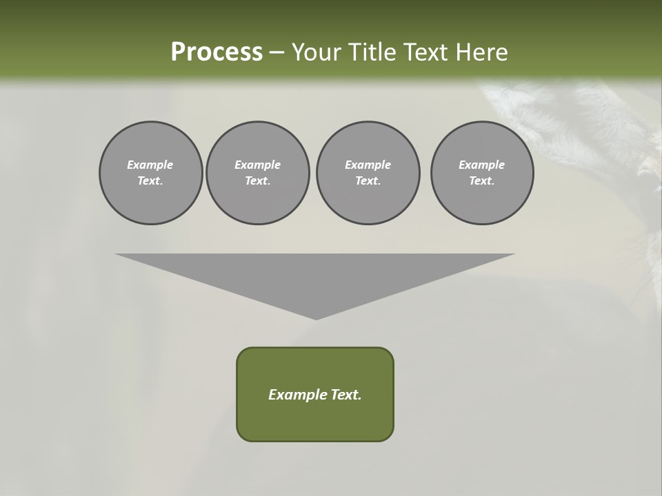 Wild Ringed Close PowerPoint Template