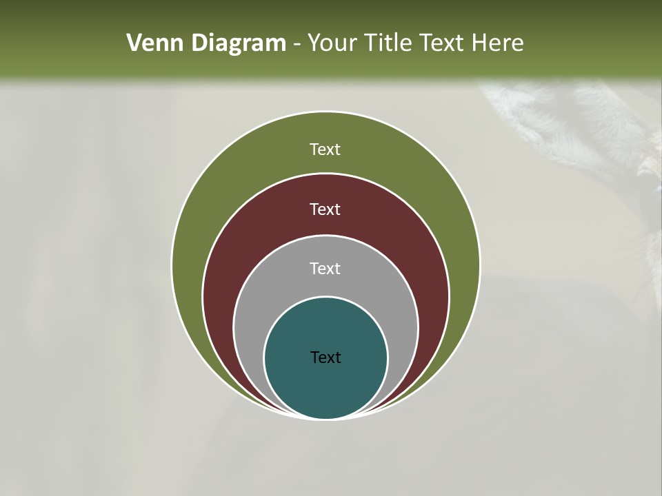Wild Ringed Close PowerPoint Template