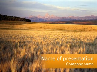 Grand Yellow Wheat PowerPoint Template