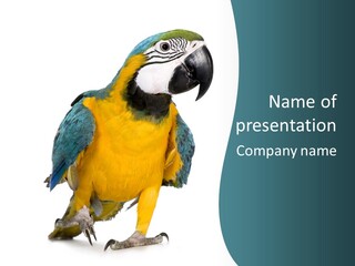 Blue Animal View PowerPoint Template