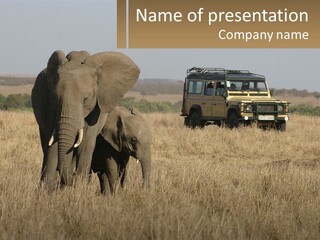 Elephant Fourwheel Mara PowerPoint Template