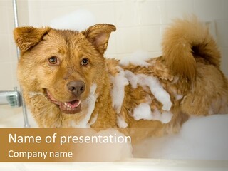 Taking Bath Water PowerPoint Template