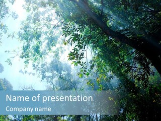 Shadow Rainforest Sun PowerPoint Template