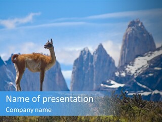 Wild Rock Wildlife PowerPoint Template