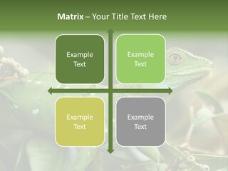 Rainforest America Jesus PowerPoint Template