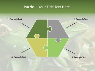 Rainforest America Jesus PowerPoint Template