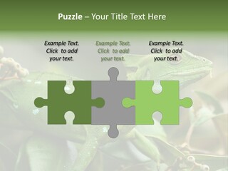 Rainforest America Jesus PowerPoint Template