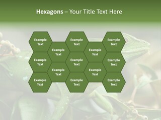 Rainforest America Jesus PowerPoint Template