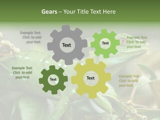 Rainforest America Jesus PowerPoint Template