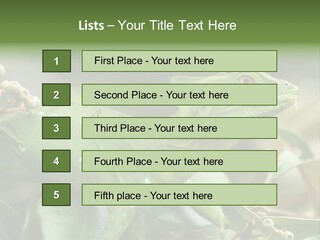 Rainforest America Jesus PowerPoint Template