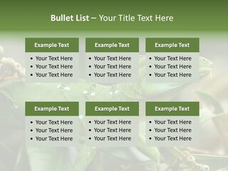 Rainforest America Jesus PowerPoint Template