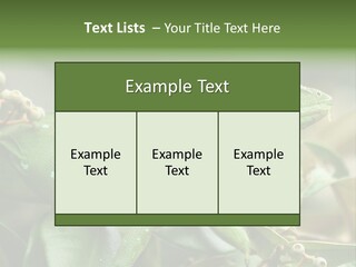 Rainforest America Jesus PowerPoint Template