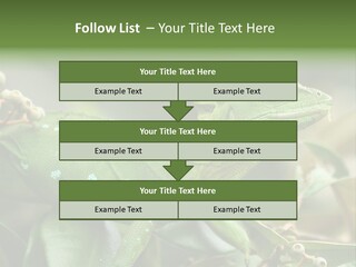 Rainforest America Jesus PowerPoint Template