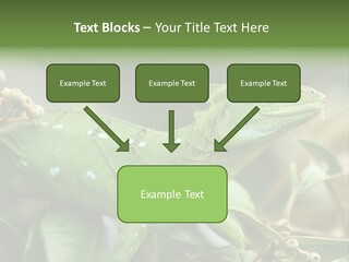 Rainforest America Jesus PowerPoint Template