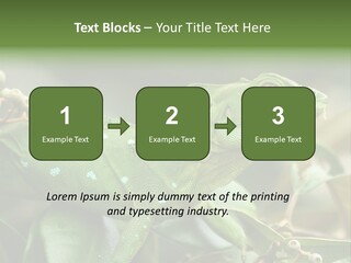 Rainforest America Jesus PowerPoint Template