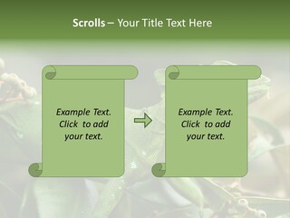 Rainforest America Jesus PowerPoint Template