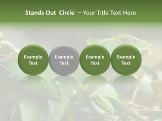 Rainforest America Jesus PowerPoint Template