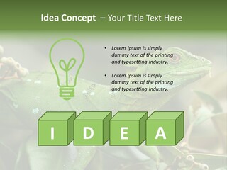 Rainforest America Jesus PowerPoint Template