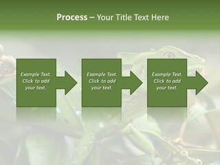 Rainforest America Jesus PowerPoint Template