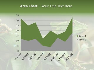 Rainforest America Jesus PowerPoint Template
