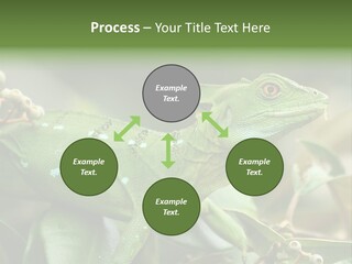 Rainforest America Jesus PowerPoint Template