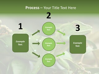 Rainforest America Jesus PowerPoint Template