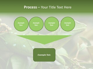 Rainforest America Jesus PowerPoint Template