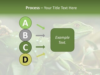 Rainforest America Jesus PowerPoint Template