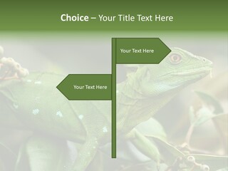 Rainforest America Jesus PowerPoint Template