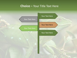 Rainforest America Jesus PowerPoint Template