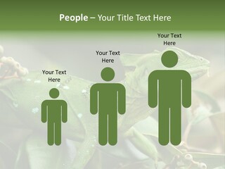 Rainforest America Jesus PowerPoint Template