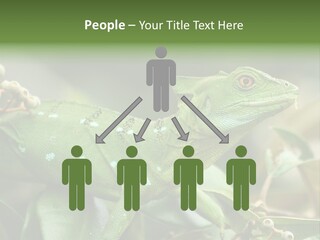 Rainforest America Jesus PowerPoint Template