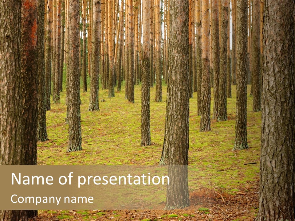 Pine Timber Spring PowerPoint Template