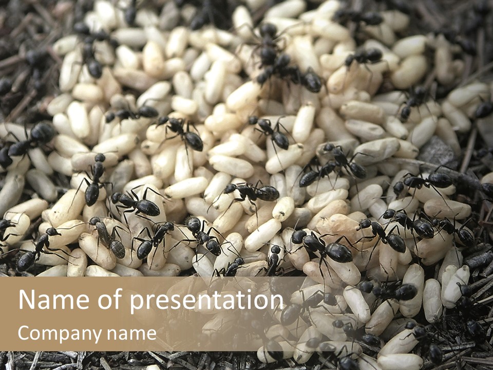 Worker Insect Detail PowerPoint Template