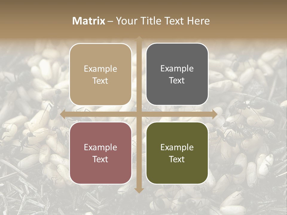 Worker Insect Detail PowerPoint Template