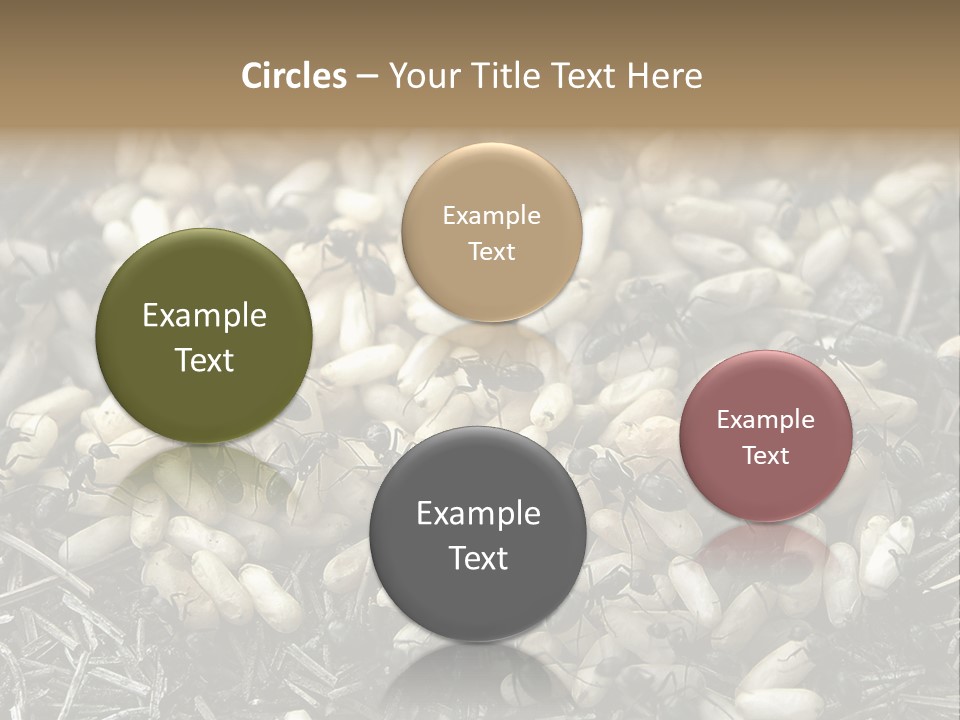 Worker Insect Detail PowerPoint Template