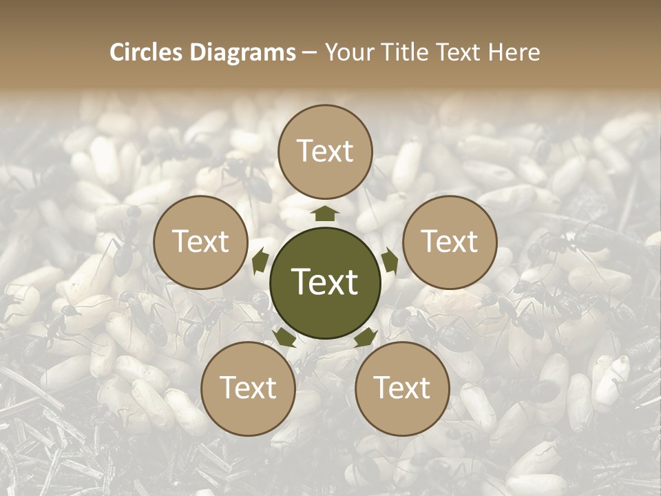 Worker Insect Detail PowerPoint Template