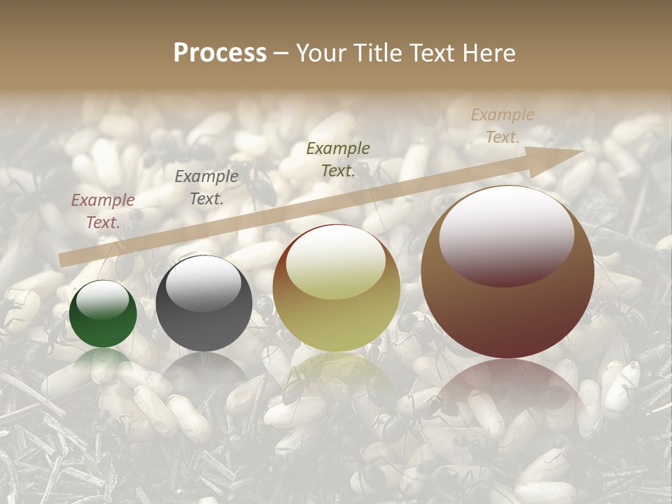 Worker Insect Detail PowerPoint Template