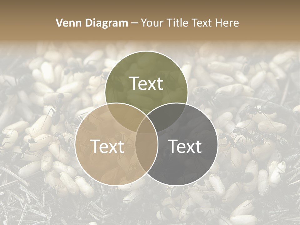 Worker Insect Detail PowerPoint Template