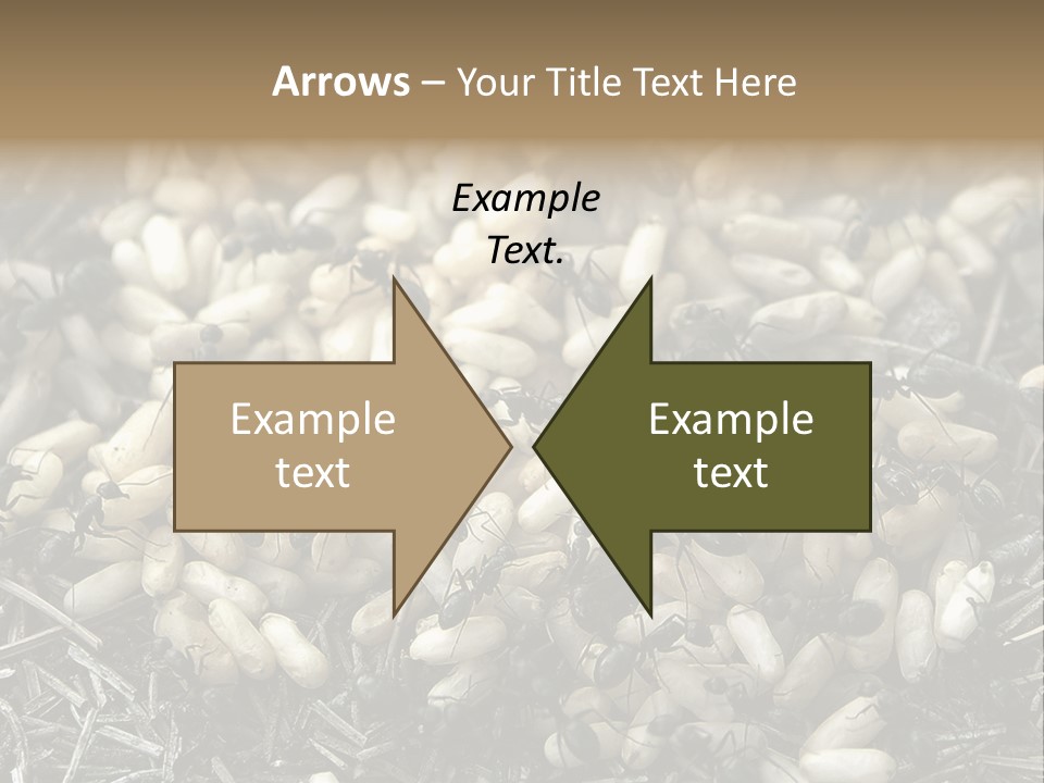 Worker Insect Detail PowerPoint Template