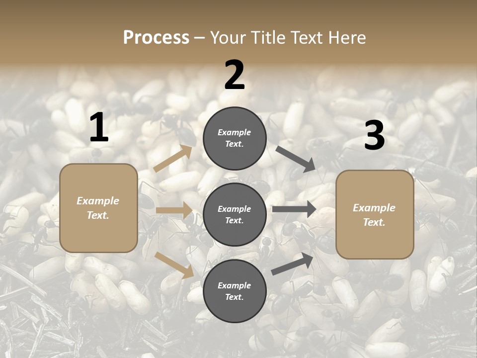 Worker Insect Detail PowerPoint Template