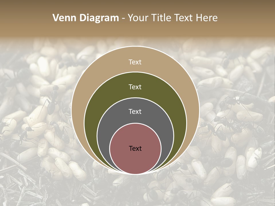 Worker Insect Detail PowerPoint Template
