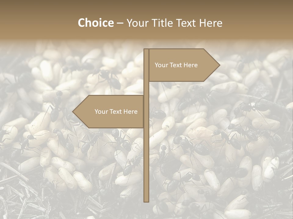 Worker Insect Detail PowerPoint Template