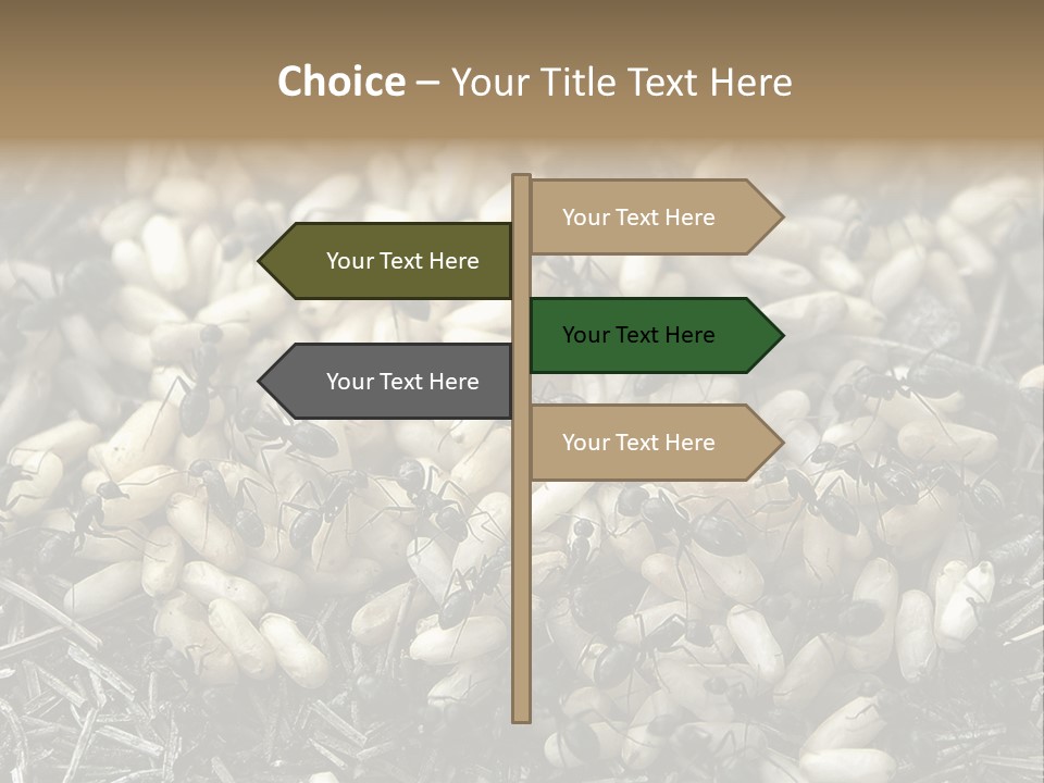 Worker Insect Detail PowerPoint Template