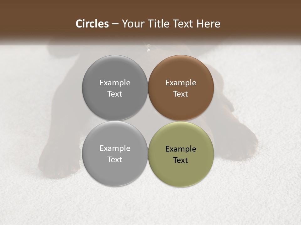 Inquisitive Indoors Fur PowerPoint Template