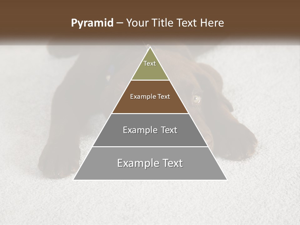 Inquisitive Indoors Fur PowerPoint Template